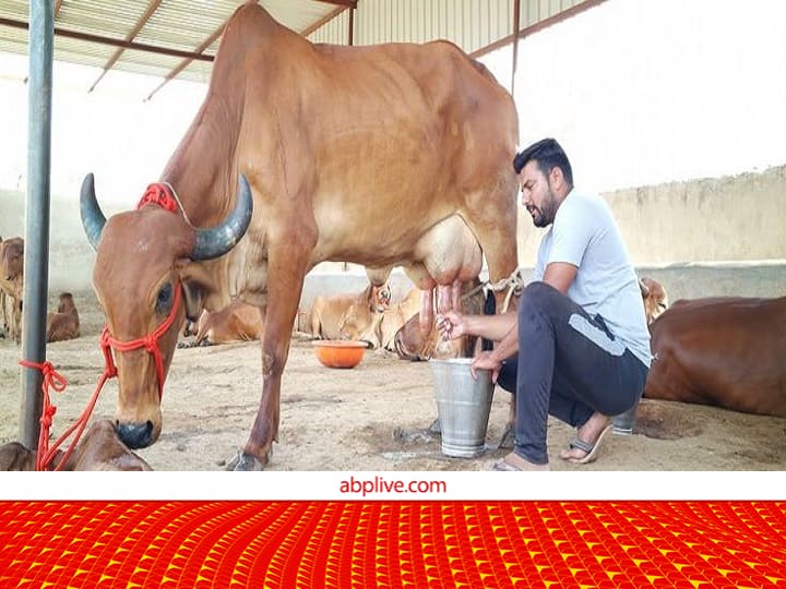 Mandsaur Farmer Earn Profitable Income from organic Farming and Dairy farming With Jersey cows Dairy Farming: इस स्कीम में खरीद लीं 5 जर्सी गाय, आज दूध से मुनाफा और गोबर से ऑर्गेनिक खेती में हो रही बंपर कमाई