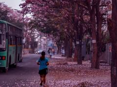 Cherry Blossom Season Photos: गुलाबी फूलों से सजीं बेंगलुरु की सड़कें, तस्वीरें देखकर आप भी कहेंगे 'WOW'