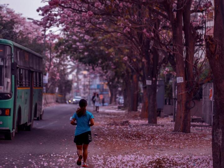 Cherry Blossom Season Photos: एक बार फिर बेंगलुरु की सड़कें गुलाबी फूलों से भर गई हैं. यहां चेरी ब्लॉसम का सीजन आ गया है.