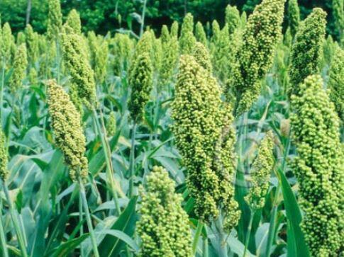 दरवर्षी हजारो क्विंटल ज्वारीचं उत्पादन देणाऱ्या खर्डा परिसरातील शेतकरी आता हवालदिल झाला आहे.