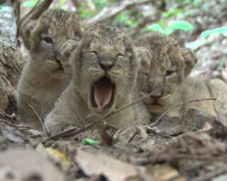 BHAVNAGAR: ગીરના સિંહ ભાવનગરની ભાગોળ સુધી પહોંચ્યા, જાણો ગુજરાતમાં સિંહોની સંખ્યામાં કેટલા ટકા થયો વધારો