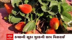 Kutch: કચ્છમાં સ્ટ્રોબેરીનું સફળ વાવેતર