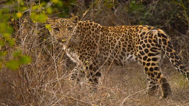 Death of female leopard in Gorewada Nagpur died Nagpur News : गोरेवाडा प्राणीसंग्रहालयातील 'चांदणी'चा मृत्यू; मादी बिबटने झुंजीत जीव गमावल्याची शंका!