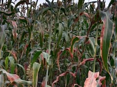 Photo : ज्वारीचे पीक हुरड्यात पण  चिकटा, मावा, लष्करी अळीचा प्रादुर्भाव; बळीराजा संकटात