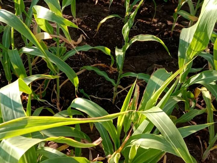 यावर्षी मात्र खराब हवामानामुळे ज्वारी पिकावर मोठ्या प्रमाणात चिकटा, मावा, लष्करी अळीचा प्रादुर्भाव झाला आहे...