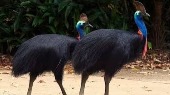 ਕੈਸੋਵੇਰੀ ਦੀਆਂ ਅੱਖਾਂ ਦੇਖਣ ਵਿੱਚ ਬਹੁਤ ਖਤਰਨਾਕ ਹੁੰਦੀਆਂ ਹਨ, ਜਿਸ ਨੂੰ ਦੇਖ ਕੇ ਲੱਗਦਾ ਹੈ ਕਿ ਇਹ ਕਿਸੇ ਵੀ ਸਮੇਂ ਹਮਲਾ ਕਰ ਸਕਦੀ ਹੈ। ਉਨ੍ਹਾਂ ਦੇ ਸਿਰ 'ਤੇ ਇੱਕ ਕਾਸਕ ਹੁੰਦਾ ਹੈ ਜੋ ਉਨ੍ਹਾਂ ਦੇ ਸਿਰ 'ਤੇ ਸੱਟ ਲੱਗਣ ਤੋਂ ਬਚਾਉਂਦਾ ਹੈ। ਇਹ ਪੰਛੀ ਕਾਫ਼ੀ ਹਿੰਸਕ ਹੈ, ਫਿਰ ਵੀ ਪੁਰਾਣੇ ਜ਼ਮਾਨੇ ਵਿਚ ਲੋਕ ਇਸ ਨੂੰ ਮਾਸ ਅਤੇ ਖੰਭਾਂ ਲਈ ਪਾਲਿਆ ਕਰਦੇ ਸਨ।