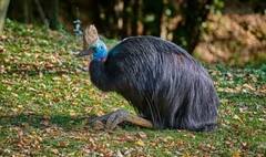 Dangerous bird: ਦੁਨੀਆ ਦਾ ਸਭ ਤੋਂ ਖਤਰਨਾਕ ਪੰਛੀ... ਮਿੰਟਾਂ 'ਚ ਤੁਹਾਡੀ ਜਾਨ ਲੈ ਸਕਦਾ ਹੈ!