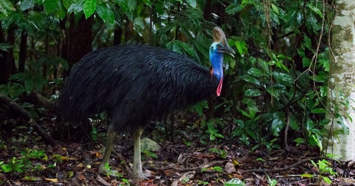 दुनिया के सबसे खतरनाक पक्षी का नाम कैसोवेरी है. यह ऑस्ट्रेलिया और पश्चिमी अफ्रीका के गिनी देश में पाया जाता है. इस पक्षी के शरीर के ऊपर खासकर गर्दन वाले हिस्से पर नीले रंग के धब्बे होते हैं. मादा कैसोवेरी का औसत वजन 59 किलो और नर कैसोवेरी का वजन 34 किलो तक हो सकता है. यह अपने परिवार के साथ रहना पसंद करता है. कैसोवेरी को बहुत अच्छे तरीके से तैरना आता है और ये मछली खाते हैं. इन्हें ज्यादातर पानी के आस-पास रहना ही पसंद होता है.