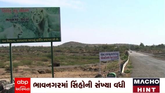 Bhavnagar: ભાવનગર જીલ્લામાં સિહોની સંખ્યા 46એ પહોંચી