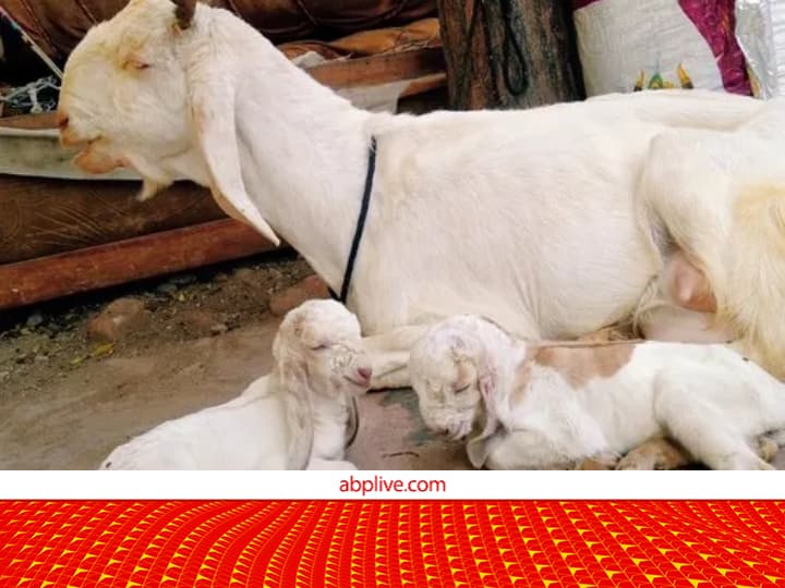 Good news for goat farmers!  25 kg goat will become 50 kg weight, this is not a miracle but science
