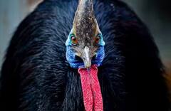 Dangerous bird: ਦੁਨੀਆ ਦਾ ਸਭ ਤੋਂ ਖਤਰਨਾਕ ਪੰਛੀ... ਮਿੰਟਾਂ 'ਚ ਤੁਹਾਡੀ ਜਾਨ ਲੈ ਸਕਦਾ ਹੈ!