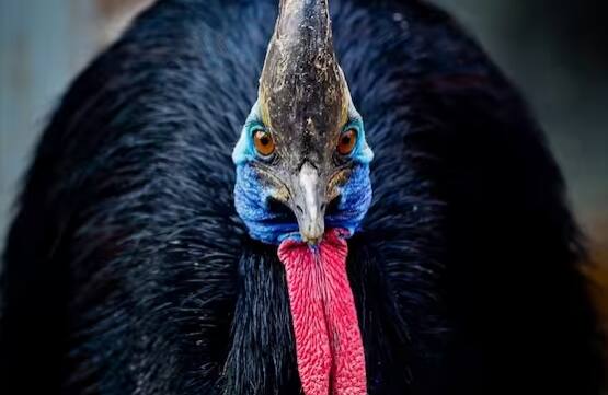 ਦੁਨੀਆ ਦਾ ਸਭ ਤੋਂ ਖਤਰਨਾਕ ਪੰਛੀ ਕੈਸੋਵੇਰੀ ਹੈ। ਇਹ ਆਸਟ੍ਰੇਲੀਆ ਅਤੇ ਪੱਛਮੀ ਅਫ਼ਰੀਕਾ ਦੇ ਗਿਨੀ ਦੇਸ਼ ਵਿੱਚ ਪਾਇਆ ਜਾਂਦਾ ਹੈ। ਇਸ ਪੰਛੀ ਦੇ ਸਰੀਰ 'ਤੇ ਨੀਲੇ ਰੰਗ ਦੇ ਧੱਬੇ ਹੁੰਦੇ ਹਨ, ਖਾਸ ਕਰਕੇ ਗਰਦਨ 'ਤੇ।  ਮਾਦਾ ਕੈਸੋਵੇਰੀ ਦਾ ਔਸਤ ਭਾਰ 59 ਕਿਲੋਗ੍ਰਾਮ ਹੈ ਅਤੇ ਇੱਕ ਨਰ ਕੈਸੋਵੇਰੀ ਦਾ ਭਾਰ 34 ਕਿਲੋਗ੍ਰਾਮ ਤੱਕ ਹੋ ਸਕਦਾ ਹੈ। ਇਹ ਆਪਣੇ ਪਰਿਵਾਰ ਨਾਲ ਰਹਿਣਾ ਪਸੰਦ ਕਰਦਾ ਹੈ। ਕੈਸੋਵੇਰੀਜ਼ ਚੰਗੀ ਤਰ੍ਹਾਂ ਤੈਰਨਾ ਜਾਣਦੇ ਹਨ ਅਤੇ ਉਹ ਮੱਛੀ ਖਾਂਦੇ ਹਨ। ਉਹ ਜ਼ਿਆਦਾਤਰ ਪਾਣੀ ਦੇ ਆਲੇ-ਦੁਆਲੇ ਰਹਿਣਾ ਪਸੰਦ ਕਰਦੇ ਹਨ।