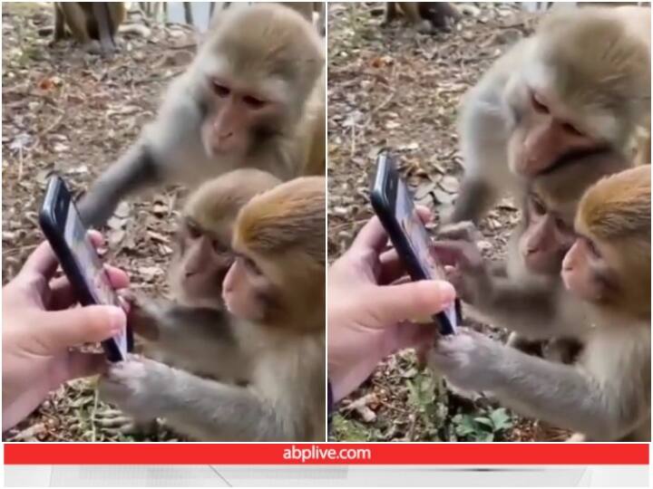 Union minister Kiren Rijiju shared video of monkeys using smartphone Viral Video: हैरतअंगेज अंदाज में स्मार्टफोन चलाते नजर आए बंदर, केंद्रीय मंत्री भी हुए प्रभावित