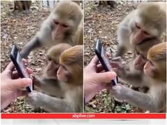 हैरतअंगेज अंदाज में स्मार्टफोन चलाते नजर आए बंदर, केंद्रीय मंत्री भी हुए प्रभावित