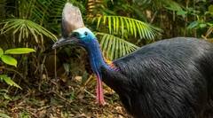 Dangerous bird: ਦੁਨੀਆ ਦਾ ਸਭ ਤੋਂ ਖਤਰਨਾਕ ਪੰਛੀ... ਮਿੰਟਾਂ 'ਚ ਤੁਹਾਡੀ ਜਾਨ ਲੈ ਸਕਦਾ ਹੈ!