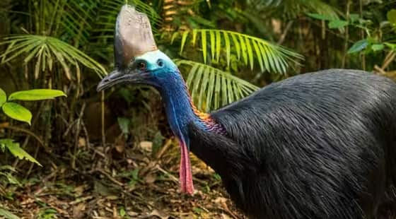 ਪੰਛੀਆਂ ਦੀਆਂ ਬਹੁਤ ਸਾਰੀਆਂ ਕਿਸਮਾਂ ਹਨ, ਜੋ ਆਪਣੀਆਂ ਵੱਖ-ਵੱਖ ਵਿਸ਼ੇਸ਼ਤਾਵਾਂ ਲਈ ਜਾਣੀਆਂ ਜਾਂਦੀਆਂ ਹਨ। ਪਰ ਇਕ ਅਜਿਹਾ ਪੰਛੀ ਵੀ ਹੈ ਜਿਸ ਨੂੰ ਸਭ ਤੋਂ ਖਤਰਨਾਕ ਪੰਛੀ ਕਿਹਾ ਜਾਂਦਾ ਹੈ। ਇਸ ਪੰਛੀ ਦਾ ਨਾਂ ਸਭ ਤੋਂ ਖ਼ਤਰਨਾਕ ਪੰਛੀ ਵਜੋਂ ਗਿਨੀਜ਼ ਬੁੱਕ ਆਫ਼ ਵਰਲਡ ਰਿਕਾਰਡ ਵਿੱਚ ਦਰਜ ਹੈ।