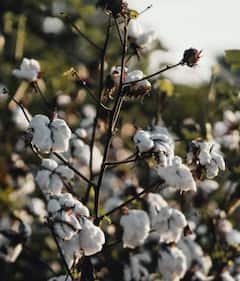 Photo : कापसाचे दर घसरले, शेतकऱ्यांनी विक्री थांबवली; जिनिंग बंद