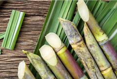 Photo : ऊसासह साखर उत्पादनात भारताचा विक्रम, वाचा सविस्तर माहिती