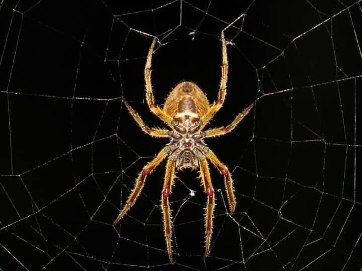 viral news women offered job for remove spider amazing job offer on social media Trending News : भन्नाट ऑफर! एक कोळी पकडा आणि चार हजार रुपये कमवा, सोशल मीडियावर जॉब ऑफर व्हायरल