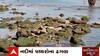 Dwarka: યાત્રાધામ દ્વારકાની ગોમતી નદીમાં પથ્થરોના ઢગલા
