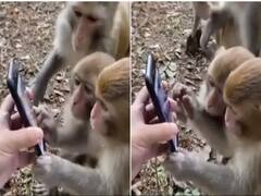 WATCH: Monkeys Scrolling Through A Smartphone Like Humans Grabs Kiren Rijiju's Attention