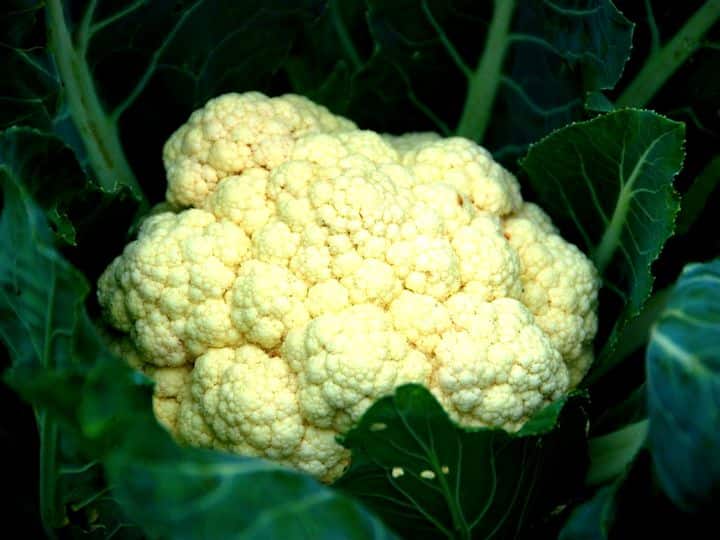Cauliflower vegetable looks tasty, but eating too much will have these 4 bad effects on the body