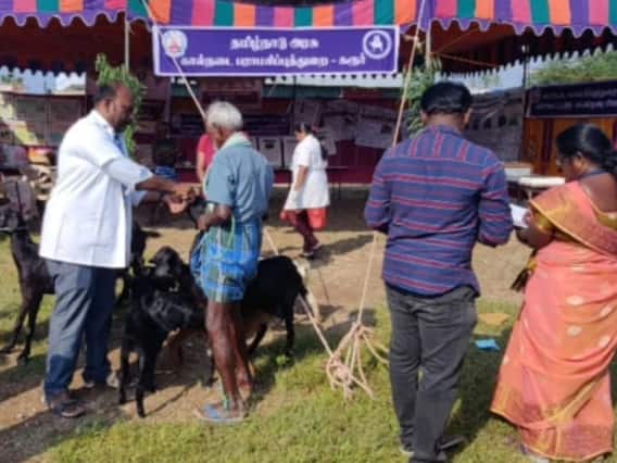 கரூர்: கடவூர் அருகே சிறப்பு கால்நடை மருத்துவ முகாம் - 150 கால்நடைகளுக்கு சிகிச்சை கரூர்: கடவூர் அருகே சிறப்பு கால்நடை மருத்துவ முகாம் - 150 கால்நடைகளுக்கு சிகிச்சை