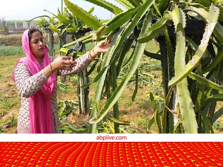 Empowered Women Vandana Singh of Mirzapur Earn 5 lakh rupees by Cultivating Dragon Fruit and Strawberry Social Media का कमाल! ऑनलाइन वीडियो देख सीखी ड्रैगन फ्रूट-स्ट्रॉबेरी की खेती, अब 5 लाख की इनकम ले रहीं