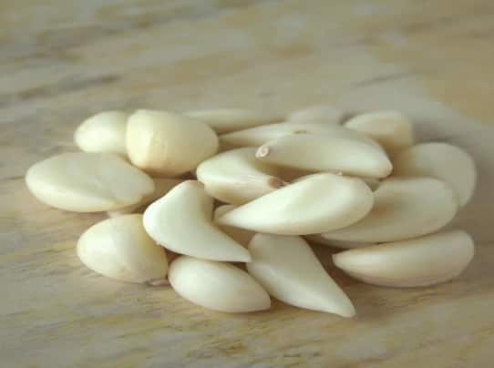 If you are suffering from these diseases then eat raw garlic know benefits Garlic benefits: ਜੇਕਰ ਤੁਸੀਂ ਵੀ ਇਨ੍ਹਾਂ ਬਿਮਾਰੀਆਂ ਤੋਂ ਹੋ ਪਰੇਸ਼ਾਨ, ਤਾਂ ਖਾਓ ਕੱਚਾ ਲਸਣ, ਸਿਹਤ ਲਈ ਫਾਇਦੇਮੰਦ
