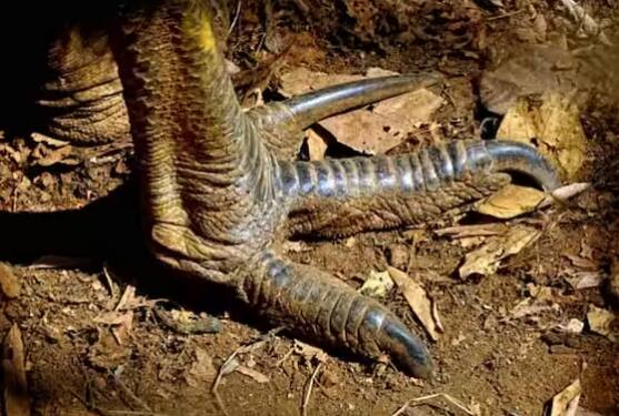 ਇਹ ਕਿਸੇ ਨੂੰ ਆਪਣੇ ਅੰਡਿਆਂ ਦੇ ਨੇੜੇ ਵੀ ਭਟਕਣ ਨਹੀਂ ਦਿੰਦਾ ਅਤੇ ਉਨ੍ਹਾਂ ਦੀ ਰੱਖਿਆ ਲਈ ਆਲ੍ਹਣੇ ਛੱਡ ਕੇ ਕਿਤੇ ਵੀ ਨਹੀਂ ਜਾਂਦਾ। ਜਦੋਂ ਤੱਕ ਬੱਚੇ ਅੰਡੇ ਤੋਂ ਬਾਹਰ ਨਹੀਂ ਆ ਜਾਂਦੇ, ਉਹ ਜ਼ਿਆਦਾ ਖਾਣਾ ਵੀ ਨਹੀਂ ਖਾਂਦੇ। ਇਨ੍ਹਾਂ ਦੇ ਅੰਡੇ ਨੂੰ ਰਾਸ਼ਟਰੀ ਭੋਜਨ ਦਾ ਦਰਜਾ ਵੀ ਮਿਲਿਆ ਹੋਇਆ ਹੈ।