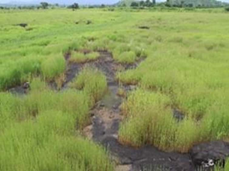 Maharashtra thane new type of plateau was found in Thane district Thane News : ठाणे जिल्ह्यात आढळले नवीन पठार; वनस्पतींच्या 76 प्रजातींची पठारावर नोंद