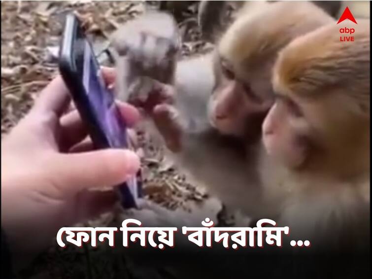 Union Law Minister Kiren Rijiju Shares Hilarious Video Of Monkeys Scrolling Mobile Viral News: মোবাইলে মজে তিন বাঁদর, মজার 'বাঁদরামি'-তে হাসির রোল সোশ্যাল মিডিয়ায়