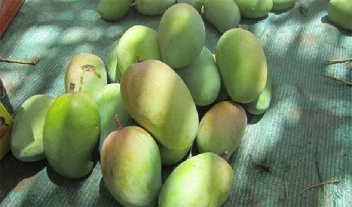 Agriuclture News:  During full winter kesar mango cames for auction in Savarkundla APMC Kesar Mango: સાવરકુંડલા APMCમાં ભર શિયાળે કેસર કેરીની થઈ આવક, જાણો એક કિલોનો કેટલો મળ્યો ભાવ