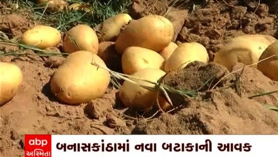 Banaskantha: બનાસકાંઠામાં ગત વર્ષની સરખામણીમાં બટાકાના વાવેતર વિસ્તારમાં ઘટાડો