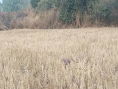 रायगढ़: लकड़ी लेने गई महिला की करंट लगने से मौत, जंगली सूअर की शिकार के लिए बिछाए गए थे तार