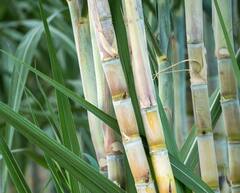 Photo : ऊसासह साखर उत्पादनात भारताचा विक्रम, वाचा सविस्तर माहिती