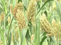 Photo : ज्वारीचे पीक हुरड्यात पण  चिकटा, मावा, लष्करी अळीचा प्रादुर्भाव; बळीराजा संकटात