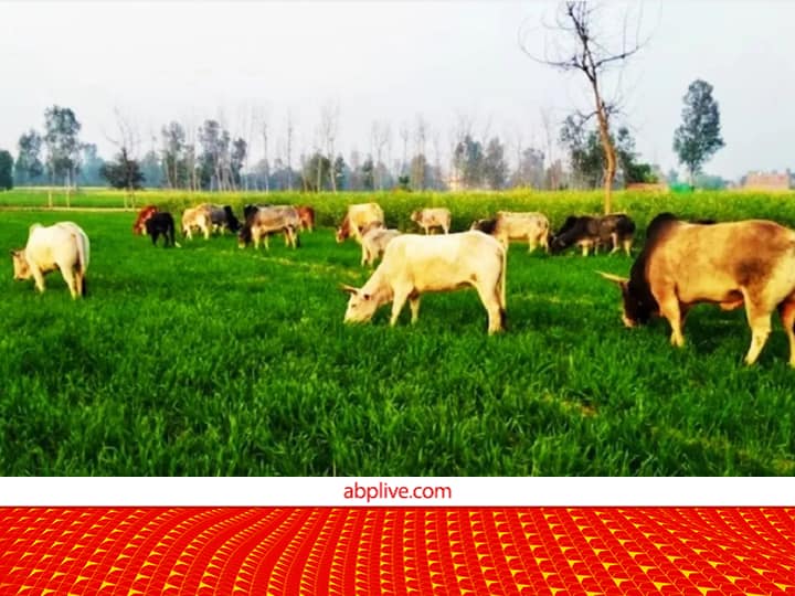 Stray animals will not harm the crops after spraying Herboliv medicine Crop Damage: फसलों पर किसान लगाएं ये दवा, नुकसान नहीं पहुंचाएंगे आवारा पशु, अब ये राज्य सरकार करेगी प्रोत्साहित