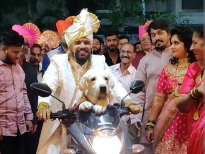 Watch: திருமண அரங்கிற்கு நாயை பைக்கில் உட்கார வைத்து அழைத்து வந்த மணமகன்… வைரலாகும் விடியோ!