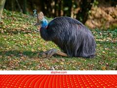 दुनिया का सबसे खतरनाक पक्षी... मिनटों में सुला सकता है मौत की नींद!