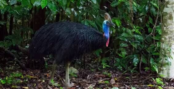 ਇਸ ਦੇ ਪੈਰਾਂ ਦੀਆਂ ਉਂਗਲਾਂ ਦੇ ਅੰਦਰਲੇ ਪਾਸੇ ਚਾਕੂ ਵਰਗਾ ਪੰਜਾ ਹੈ, ਜੋ ਇੰਨਾ ਖਤਰਨਾਕ ਹੈ ਕਿ ਕਿਸੇ ਵਿਅਕਤੀ ਦਾ ਢਿੱਡ ਪਾੜ ਸਕਦਾ ਹੈ। ਹਮਲਾਵਰ ਹੋਣ 'ਤੇ, ਇਹ ਆਪਣੇ ਪੰਜੇ ਨਾਲ ਦੁਸ਼ਮਣ 'ਤੇ ਸਿੱਧਾ ਹਮਲਾ ਕਰਦਾ ਹੈ।