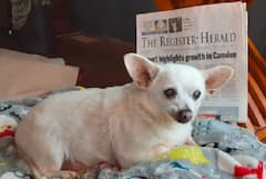 கின்னஸ் சாதனைப் புத்தகத்தில் இடம்பெற்ற உலகின் வயதான நாய் சிஹுவாஹுவா.. கதை தெரியுமா?