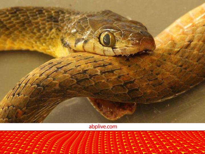 Can a snake commit suicide by biting itself know about snakes and its venom Interesting Facts About Snake क्या एक सांप खुद को भी डस सकता है? जानिये पढ़िए जब एक जहरीले सांप ने ऐसा किया तो क्या हुआ