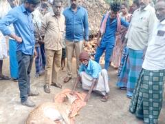 கொள்ளிடம் அருகே நாய்களிடம் சிக்கிய புள்ளி மானை மீட்ட கிராம மக்கள்