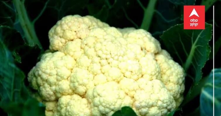 cauliflower-health-risk-eating-too-much-cauliflower-side-effects Cauliflower Side Effects: ਜੇਕਰ ਰੋਜ਼ ਭੋਜਨ 'ਚ ਖਾਂਦੇ ਹੋ ਗੋਭੀ, ਤਾਂ ਜਾਣ ਲਓ ਇਸ ਦੇ ਨੁਕਸਾਨ