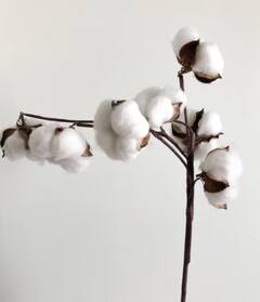 Photo : कापसाचे दर घसरले, शेतकऱ्यांनी विक्री थांबवली; जिनिंग बंद