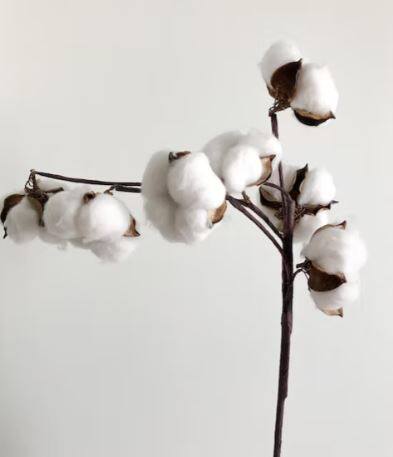 दरात घसरण झाल्यामुळं शेतकऱ्यांनी कापसाची विक्री न करण्याचा निर्णय घेतल आहे. अनेक शेतकऱ्यांनी (Farmers) कापूस घरातच साठवूण ठेवला आहे. त्यामुळं राज्यातील कापसावर प्रक्रिया करणारे जवळपास 80 टक्के जिनिंग बंदच आहेत.