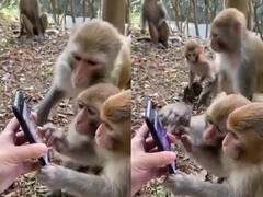 Watch Video: ஸ்மார்ட்ஃபோனை ஸ்மார்ட்டாக யூஸ் செய்த மூன்று குரங்குகள்.. மத்திய அமைச்சர் பகிர்ந்த வீடியோ.. இணையத்தில் வைரல்!