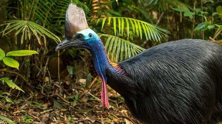 पक्षियों की बहुत सारी प्रजातियां हैं, जो अपनी अलग-अलग खूबियों के चलते जाने जाते हैं. लेकिन एक ऐसा पक्षी भी है जो सबसे खतरनाक पक्षी के रूप में जाना जाता है. इस पक्षी का नाम गिनीज बुक ऑफ वर्ल्ड रिकॉर्ड में सबसे खतरनाक पक्षी के तौर पर दर्ज है.