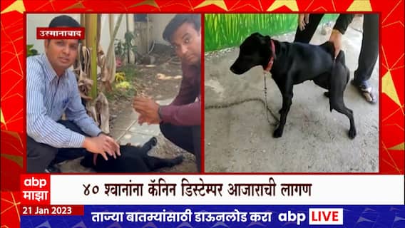 Canine Distemper Dog Disease : श्वानांची मागची बाजू पडतेय लुळी, कॅनिन डिस्टेम्पर रोगाने चिंता वाढली